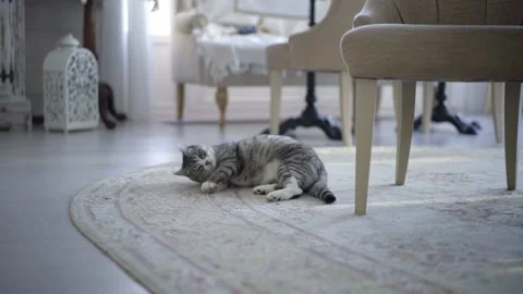 The cat lies on the floor and rolls over on its back Stock Footage 234452865