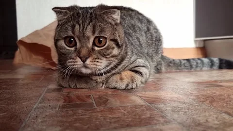 The cat lies on the floor and watches something, his pupils dilate and he stands Stock Footage 284471053