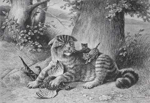 A cat lies in the forest, surrounded by its kittens, holding its prey, Wild cat Illustrazione stock