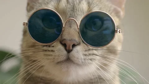 Cat lies with glasses. Stock Footage 154902765