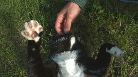 The cat lies in the grass. Video stock 85992883