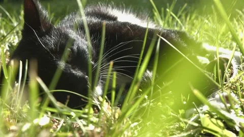 The cat lies in the grass. Видео 85994521
