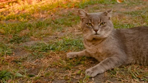 The cat lies on the grass. Selective focus. Stock Footage 275153179