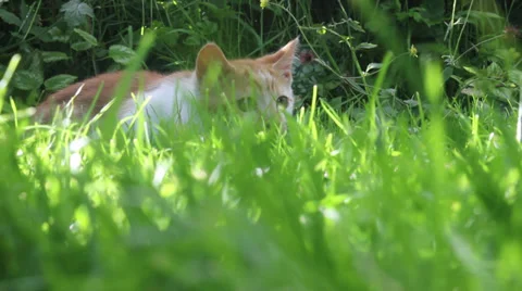 Cat lies in the grass then pounces Stock Footage
