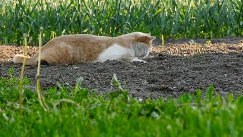 The cat lies on the ground Video stock 85426881
