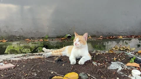 Cat Lies on Ground, Observing its Surroundings Video stock 311576038