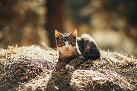 The cat lies on a haystack. Stock Photos