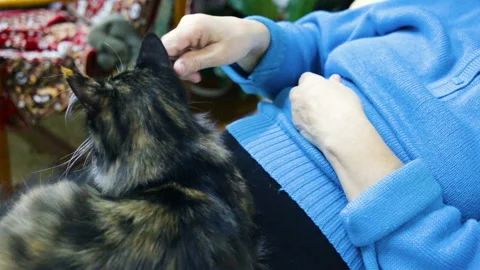 The cat lies on the lap of an elderly white woman. Woman scratching, stroking, t Stock Footage 103032769