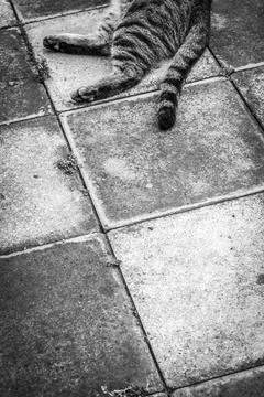 The cat lies Stock Photos