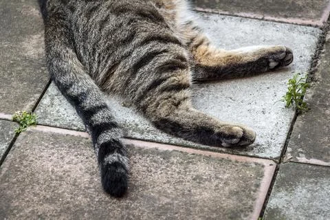 The cat lies Stock Photos