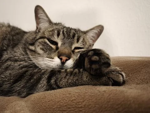 A cat lies relaxed on a soft blanket and stretches its front paws towards t.. Stock Photos