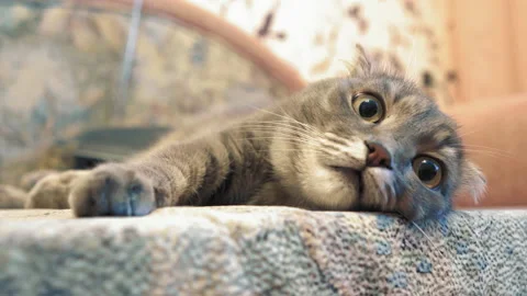 Cat lies on the sofa and sniffs. Pet moves its nose and mustache. Animal in the Stock Footage 139443869
