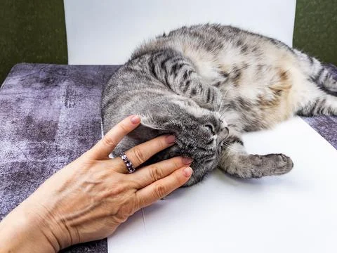 The cat lies on a sofa.  Fotos Stock