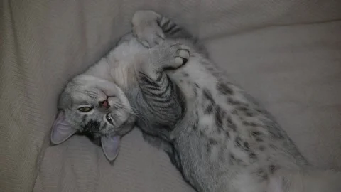 Cat lies on a soft surface while stretching and changing positions. The animal Видео 337101290