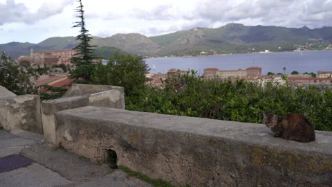 The cat lies on a stone wall and watches the city. Stock Footage 329482249