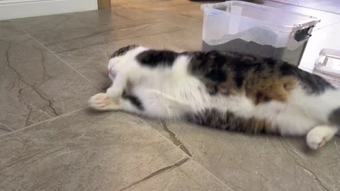 The cat lies stretched out on the cool tile by granular filler. Stock-Footage 335726637