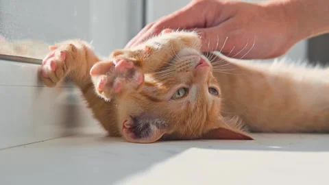 A cat lies on a sunny surface as a hand gently pets its head and body. The Видео 344674917