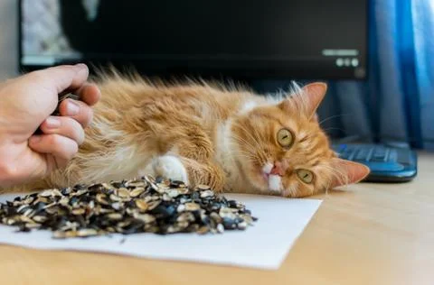 The cat lies on the table next to the computer Stock Photos