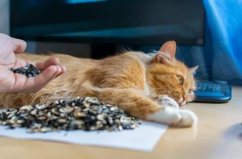 The cat lies on the table next to the computer Stock Photos