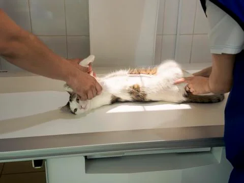 The cat lies on the table under the X-ray machine. The doctor and assistant hold Stock Photos