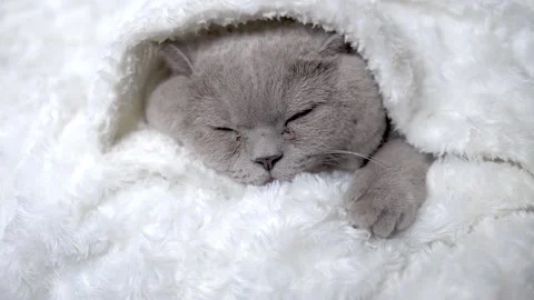The cat lies under a blanket Stock Footage 154185873