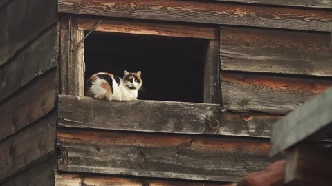 A cat lies on the windowsill of the barn. 库存影片 336895481