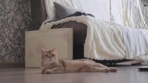 A cat on a light background Stock Footage 267834271