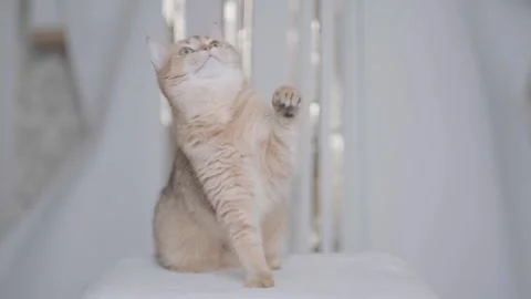 A cat on a light background playing with tinsel Stock Footage 267834304