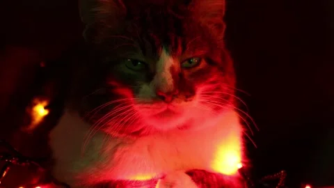 Cat in the light of Christmas lights. A cute serious indifferent cat is dozin Stock Footage 165908231