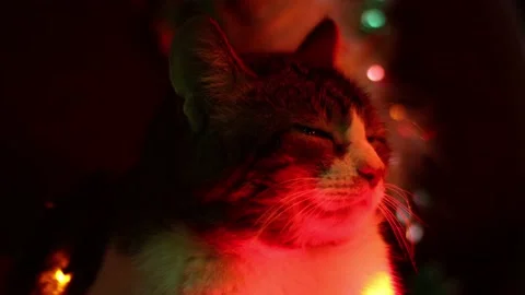 Cat in the light of Christmas lights. A cute serious indifferent cat is dozin Stock Footage 165908236