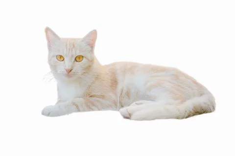 Cat light isolate on a white background Stock Photos