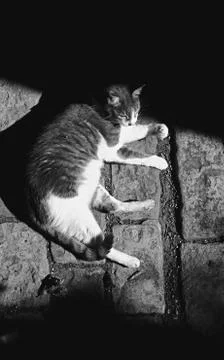 Cat in the light Foto stock