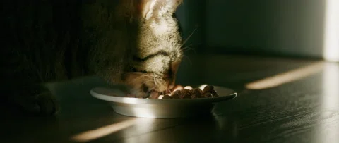 Cat with light stripe eating Stock Footage 209207749