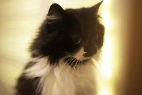 Cat in light tunnel Stock Photos