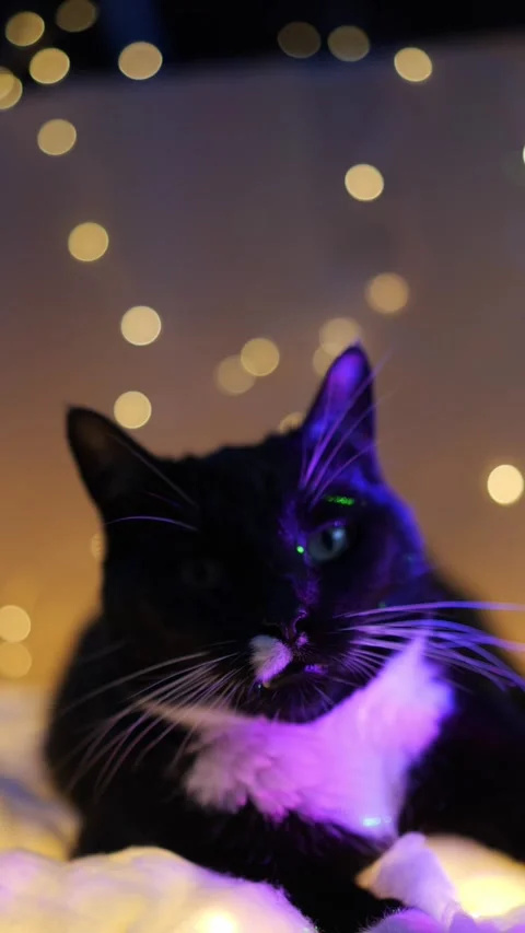 Cat with lights in background during night time Stock Footage 345526562
