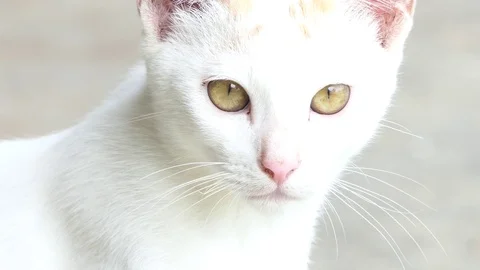 Cat likes to play.video 4k Stock Footage 80881970