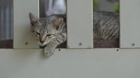 Cat likes to play.video hd Stock Footage 80709078