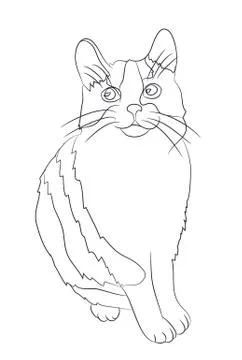 Cat lines, vector Stock Illustration
