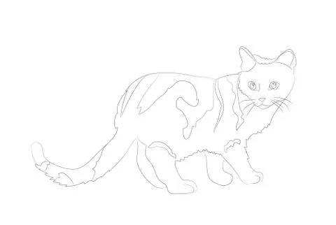 Cat lines, vector Stock-Illustration