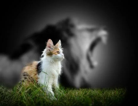 Cat with lion shadow Stock Photos