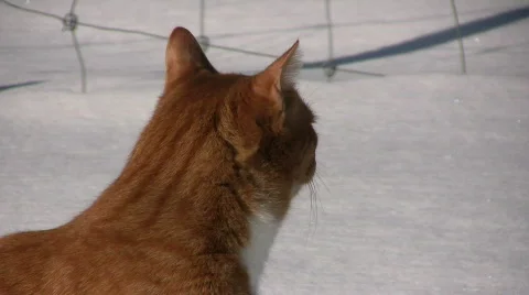 Cat listen 스톡 동영상 648801