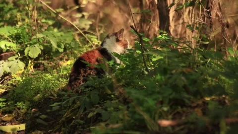 Cat listening Stock Footage 166553628