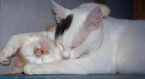 Cat litter are playing on table. Stock Photos