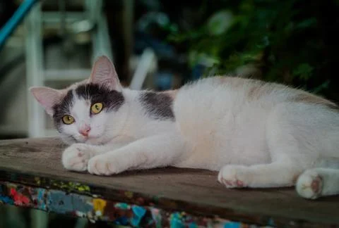 Cat litter are playing on table. Stock Photos
