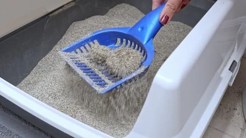 Cat litter cleaning process captured in three sequential frames, showcasing the Stock Footage 318492766