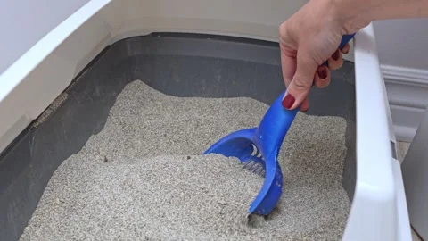 Cat litter cleaning process shows gradual scooping action with a blue scoop Stock Footage 318492834