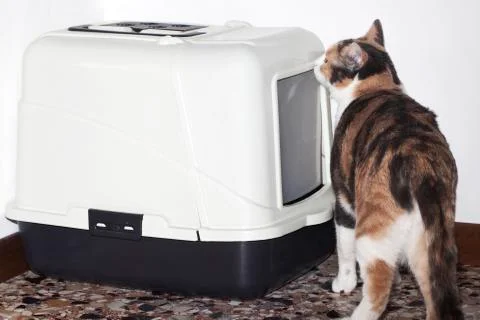 Cat litter Stock Photos