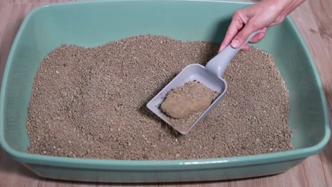 Cat litter tray cleaning with a plastic scoop. Video stock 214923032
