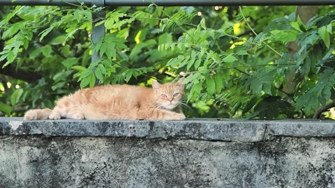 Cat liying on a low wall Stock Footage 162766690