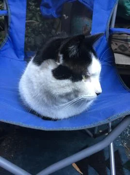 Cat Loaf #3 Stock Photos